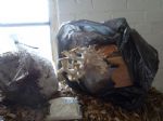 Biospheric Project